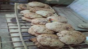 إحالة دعوى إلغاء قرار رفع سعر رغيف الخبز للمفوضين