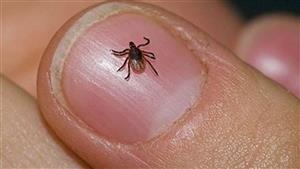 قبيل عيد الأضحى.. بلوشستان تعلن عن 6 حالات إصابة بفيروس حمى القرم