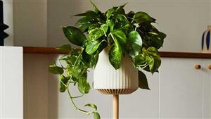 نبات خارق.. ينظف هواء المنزل من الملوثات