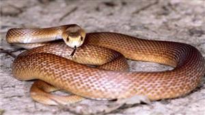 لماذا الثعابين تأكل بعضها البعض؟.. لن تتوقع الإجابة