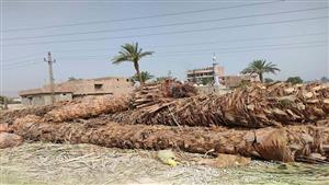 الزراعة تتبرأ من قطع الأشجار: قرار الجهة المسئولة عن المكان ونضع البدائل 