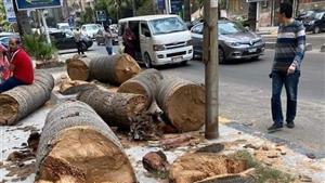 هل يؤثر قطع الأشجار على التغيرات المناخية في مصر؟.. الزراعة تُجيب