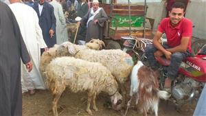 كيف تحدد سن الأضحية من أسنانها؟.. أستاذ رقابة صحية يوضح 