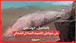 بالتفاصيل .. حوت نافق على شواطئ هاسيندا الساحل الشمالي