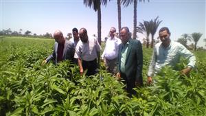 الزراعة تتفقد زراعات الذرة بمحافظة الفيوم.. ورئيس المديريات يكشف حالة المحصول - (تفاصيل)