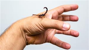 فى 22 يومًا فقط.. صحة الوادي الجديد ترصد 78 حالة لدغ عقارب وثعابين  