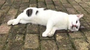 سمم القطط.. الداخلية تكشف حقيقة ادعاء سيدة باقتحام شخص شقتها في شبرا الخيمة