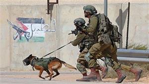 منظمة حقوقية: استخدام الاحتلال الكلاب للاعتداء على الفلسطينيين أمر ممنهج
