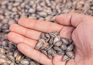 للرجال- 4 فوائد تقدمها بذور البطيخ للعضو الذكري