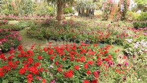 كبار سن وأطفال.. 27 صورة ترصد توافد الزائرين على معرض زهور الربيع بالدقي