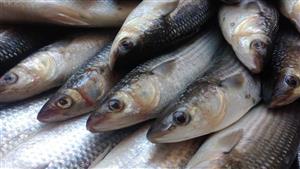  95 جنيها لكيلو السمك البوري بسوق العبور اليوم الأربعاء