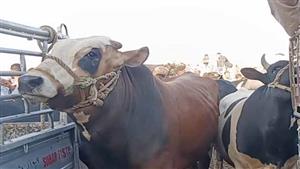 520 أضحية استقبلتها مجازر الوادي الجديد خلال العيد