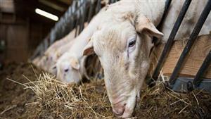 بعد انتهاء وقت الأضحية.. هل يحرم أكل خصية الذبيحة وأعضائها التناسلية؟