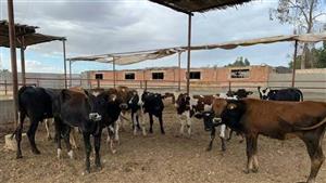 طرح أضاحي بأسعار مخفضة في أسوان.. والمحافظ يحذر من الذبح في الشوارع