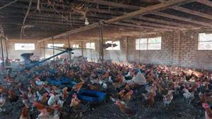 نسبة النفوق تتجاوز 30%.. منتجو الدواجن بالغربية: "تخفيف أحمال الكهرباء خرب بيوتنا" (صور)