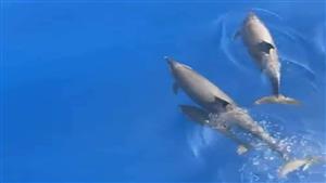 تتراقص في "جبر البنت".. سر ظهور سرب من الدلافين بدهب - صور 