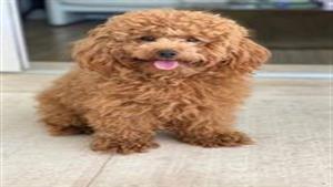 صور وفيديو| كلب يتحدى قوانين الطبيعة ويصبح نجمًا على السوشيال ميديا لهذا السبب