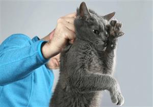 لزيادة المشاهدات.. الداخلية تكشف ملابسات فيديو الإمساك بقطط وتعذيبها