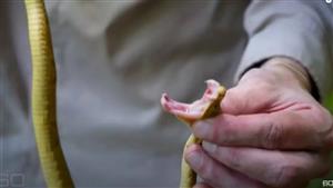 مليئة بثعابين سامة وزيارتها ممنوعة..20 صورة من أخطر جزيرة في العالم (صور)