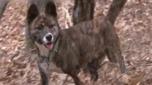 حدث معجزة.. كلبة تخرج من قبرها وتعود إلى منزل مالكيها 