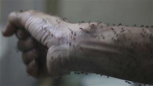 الوفيات تزداد في إسرائيل وتأهب إقليمي.. "حمى النيل" يثير الهلع بالشرق الأوسط