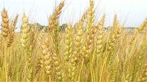 أشتري محاصيل من الأسواق وأبيعها عند قلة المعروض فهل في ذلك مخالفة للشرع؟.. البحوث الإسلامية يوضح