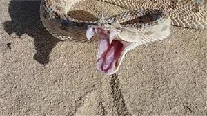 العقارب والثعابين تهاجم 13 شخصا في الوادي الجديد.. ما القصة؟