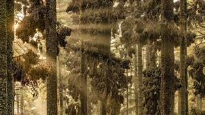 25 صورة عبقرية.. اللقطات الفائزة في المسابقة الكبرى لتصوير الطبيعة 2024