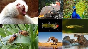 32 صورة للمخلوقات الخارقة.. أصواتها أقوى من طائرة نفاثة