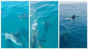 ظهورها يُنعش السياحة البحرية.. دلافين تتراقص فى طور سيناء (صور)