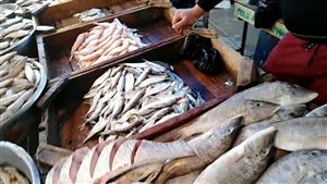 ارتفاع البلطي والمكرونة في سوق العبور اليوم الأحد