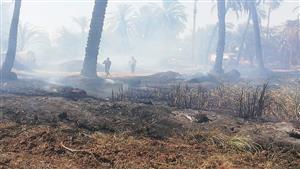 بالصور- حريق في مزرعة نخيل بالأقصر
