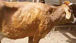 مرض الجلد العقدي يصيب 830 ألف رأس ماشية خلال 2025