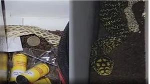 مفاجأة مرعبة.. رجل يجد ثعبانا عملاقا في غرفته (فيديو)