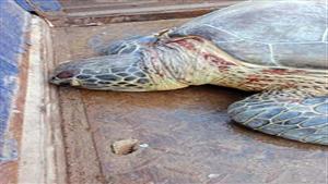 أنقذ 24 سلحفاة مهددة بالانقراض.. تاجر أسماك بالسويس يكشف أسباب صيد السلاحف  فى مصر -صور