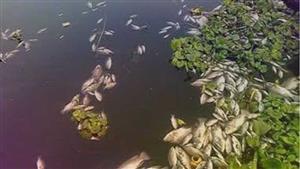 نفوق أسماك في ترعتين بالغربية.. والطب البيطري يكشف السبب -صور