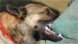  كلب مسعور يعقر 7 مواطنين في أسيوط.. والطب البيطري: فرق طبية لاتخاذ إجراءات وقائية