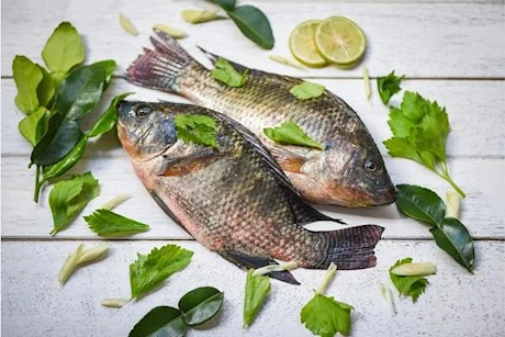 هل يقي تناول سمك البلطي من الإصابة بمرض السرطان؟