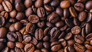 الكيلو بـ1000 دولار.. تعرف على أغلى قهوة في العالم تمر عبر أمعاء الطيور