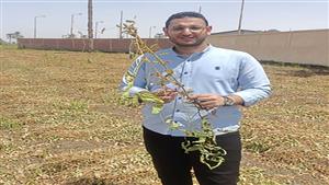  يُستخرج منه زيت وسمن وأعلاف للمواشي.. حصاد فول الصويا في المنيا -فيديو وصور 
