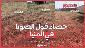 يستخرج منه زيت وسمن وأعلاف للمواشي.. حصاد فول الصويا في المنيا