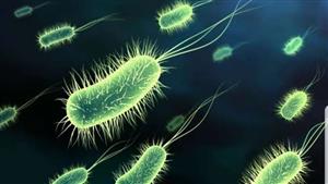 يصعب علاجها.. البكتيريا الكابوسية تنتشر في أمريكا: ما أعراضها وطرق الوقاية منها؟