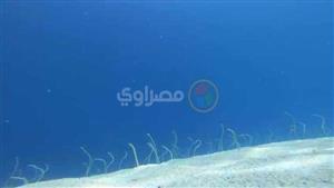 أفاعي تتمايل في قاع البحر.. حكاية حديقة الثعابين في دهب- صور
