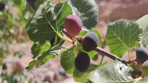 يعالج 6 أنواع من الالتهابات.. حكاية التين البري بصحراء سيناء