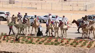 كيف استعد الطب البيطري لـ"المهرجان العربي للتراث والهجن" بشرم الشيخ؟