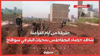 طريقة من أيام الفراعنة.. شاهد حصاد البطاطس بمحراث البقر في سوهاج