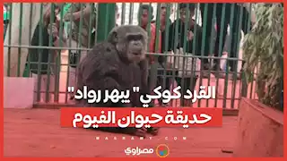 حركات بهلوانية وقبلات للزائرين.. "القرد كوكي" يبهر رواد حديقة حيوان الفيوم