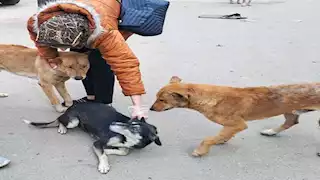 "بيطري الإسكندرية" ينفذ حملات موسعة لتطعيم كلاب الشوارع ضد السعار - صور