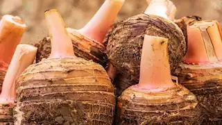 تعرف على فوائد القلقاس لصحتك