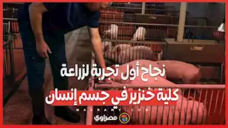 بعد شهرين نجاح أول تجربة لزراعة كلية خنزير في جسم إنسان
